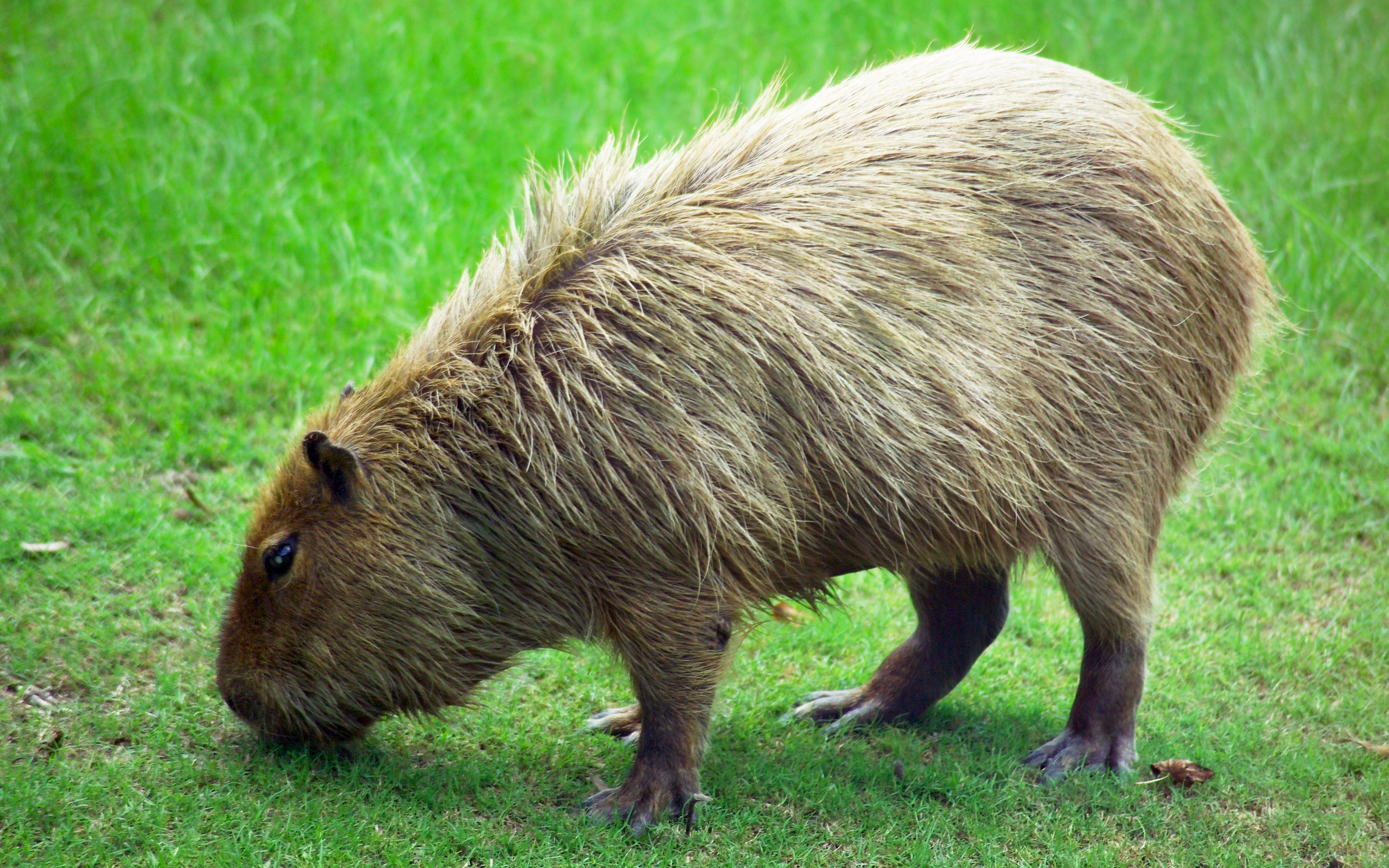 A capybara resting calmly on the ground