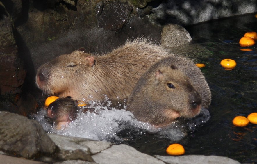 A relaxed capybara with half-closed eyes resting near water