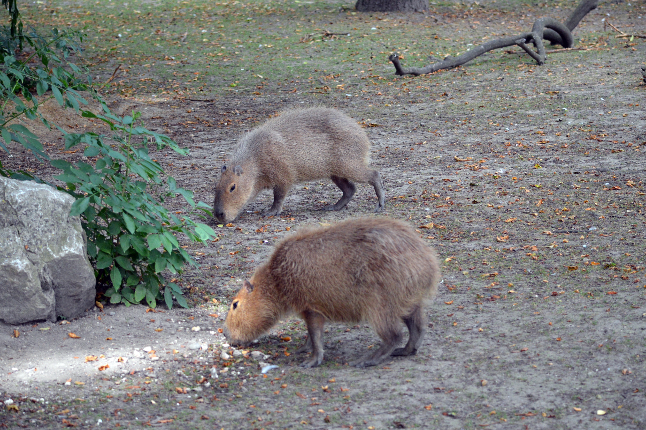 A capybara standing on grass near a pond